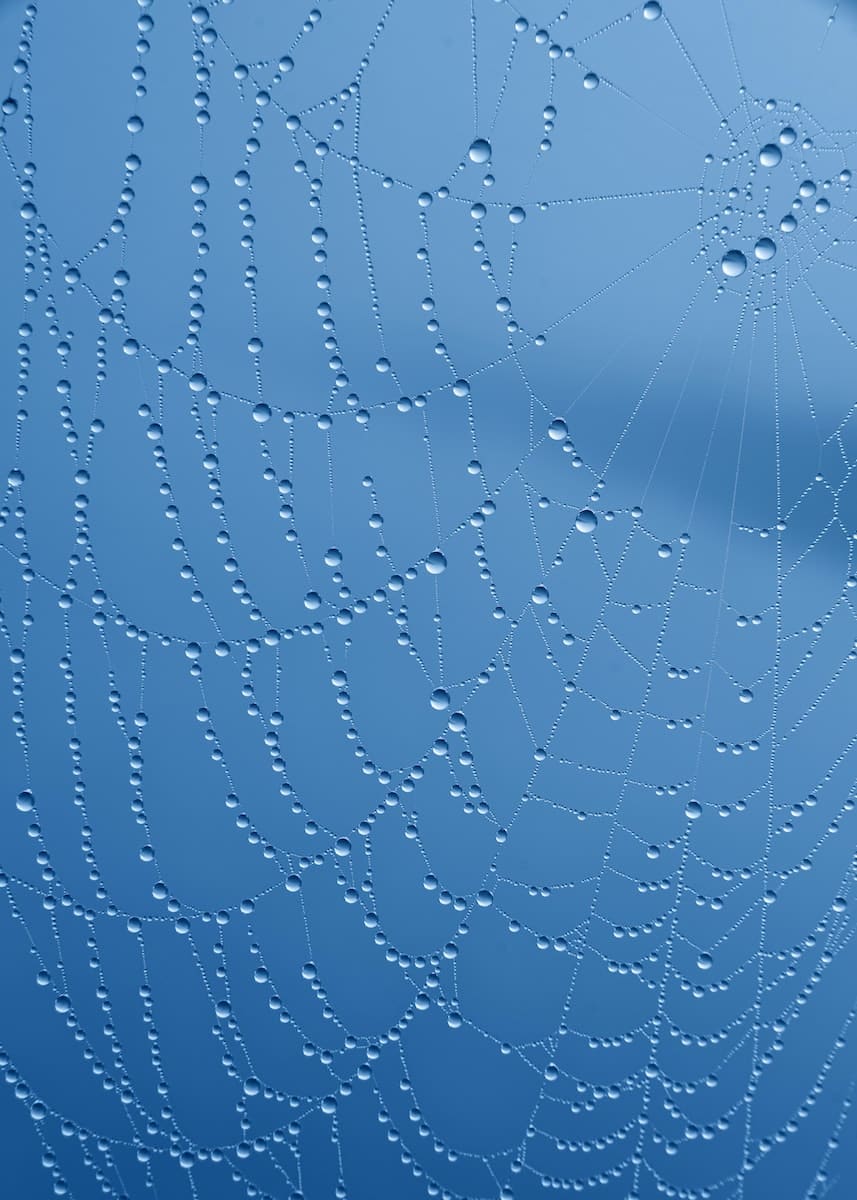 a spider web with blue sky in the background